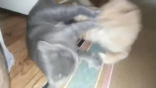 Лютая драка котов