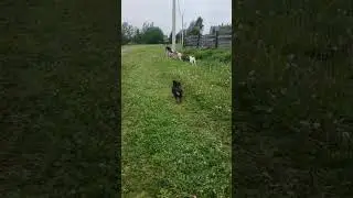 Цверг самая полезная собака.