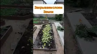 Готовим грядки к новому сезону
