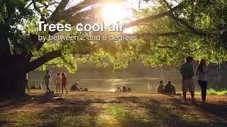 International Day of Forests and sustainable cities