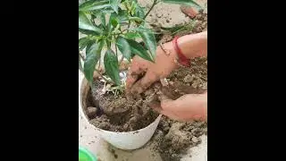 Plantation Vlog || Sunday Plantation