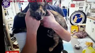 FFRC cats Willow and Freya 11 May 2022