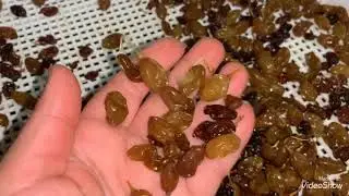 🍇🍇🍇🍇ИЗЮМ в домашних условиях. Не повторяйте мои ОШИБКИ!!!!🍇🍇🍇🍇