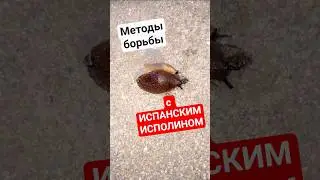 Как избавиться от испанских слизней 🤙🐌 