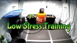 Week 2-3 Autoflowers & Autopots (Low Stress Training)