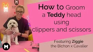 How to Groom a Teddy Head by Clipping and Scissoring