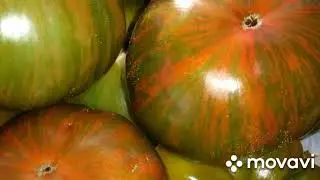 томат ,,Стринги“,которому один год!