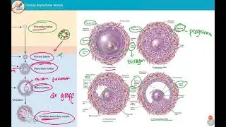 Fisiologi Reproduksi Perempuan - Oogenesis dan Pembentukan Folikel Ovarium
