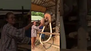 Lovely kind hearted elephant ❤️