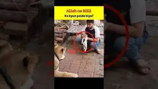 Allah ne Billi ko kyun paida kiya🐈 | Abuzar_99 | #islam #islamicshorts