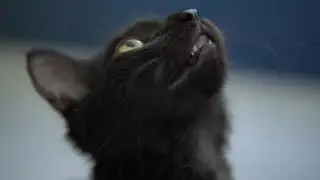 DiggoCat