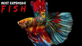Pinakamahal na Isda sa Mundo
