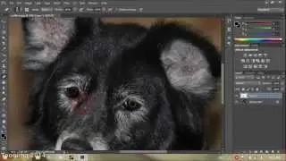 Toonima Channel: Sửa lỗi mắt đỏ trên Photoshop