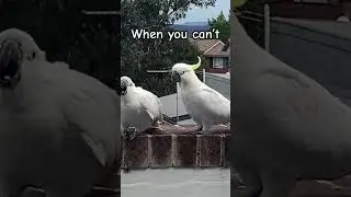 What to do When u Can’t Get What U WANT! 🐦 #cockatoo  #short  #annoying