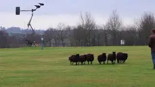 Training with Taff