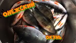 За такими окунями стоило съездить. Ловля окуня со льда. Пред Мартовский выезд на Онежское озеро👍👍👍