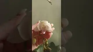 Орхидея цветёт, чудное мгновение, раскрывается первый цветок 🤗