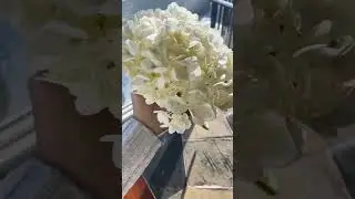 The Showy Hydrangea