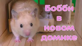 Bobby the Hamster at the New popsicle stick Cottage. Part 1 