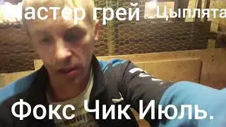 Цыплята Мастер грей и Фокси чик.июль