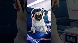 Biz itlafı tartışırken, eloğlunun köpeklere özel havayolu ilk seferini yaptı