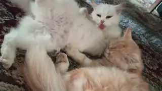 My Cat loving & Funny Videos on petsNpeeps