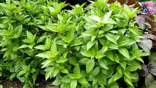 How to have a bushy Thai Basil bush