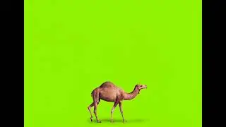 CAMEL WALKING ON GREEN SCREEN