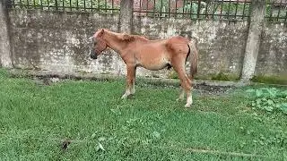 Beautiful horse #animal #horse #horselover #horselover