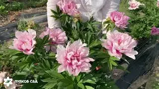 First arrival peony. Фёрст арривал пион