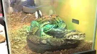 SNAKE declines to eat RAT - (31K VIEWS) - Watch Here: