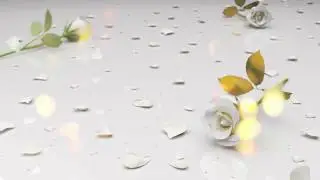 Футаж Белые розы фон 2