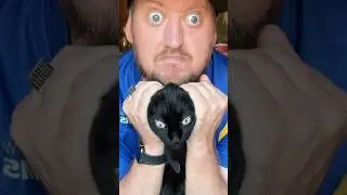 CANNOT TAKE MY EARS 🐈‍⬛#djhuntsofficial #comedyfilms #comedyshorts #funny #blackcats #funnycomedy