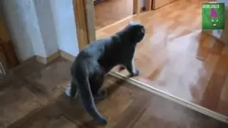 Пьяный кот пришёл домой Прикол!