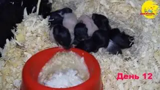 Хомячки дети Семечки 11-12 день