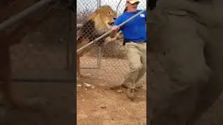 Never Turn Your Back On A Lion 🦁