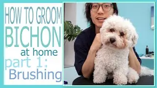 How to groom bichon at home Part 1: brushing
