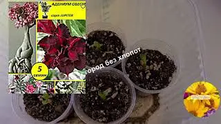 Как посеять Адениум (розу пустыни)? Вот инструкция для новичков и 100% всходы.