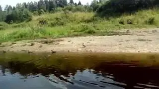 Сухона Хайбик нарезка