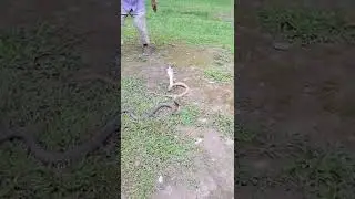 real snacks video 