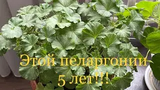 Как нужно обрезать старые пеларгонии, почему их не стоит выбрасывать