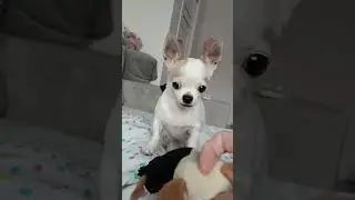 Смешная чихуахуа😄 😂🤣 Funny chihuahua