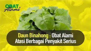 JARANG DIKETAHUI! Kandungan dari Daun Binahong | Nutrisi Alami