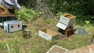 How to Install a Nucleus of Bees