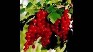 Саженцы красной смородины