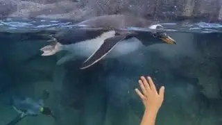 Happy Feet @ Calgary Zoo