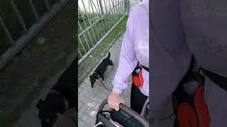 Как гулять с большой собакой и коляской🤫😜 #music #chihuahua #puppy #собака #puppy #большаясобака