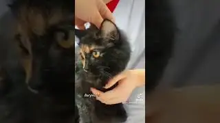 Акуна #пациенты #ветклиникаодесса #ветеринар #ветклиника #ветеринародесса #котики #ветсервис