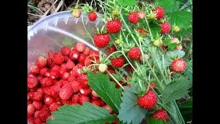 Заморозка земляники!