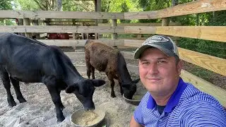 Drought has left our cows with no grass! Baby Ellaina update